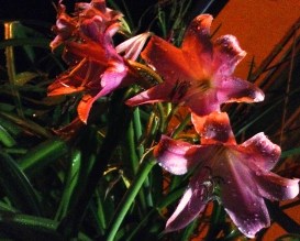 Our post-rain garden