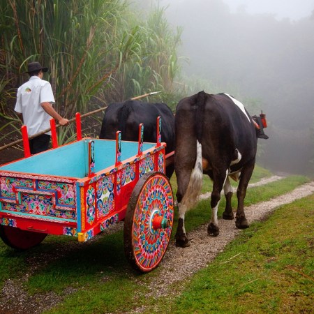 Boyero with his oxcart in Costa Rica
